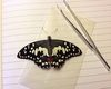 Butterflies Reveal Biodiversity at Guantanamo [LiveScience 2012-09-06]