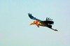 Greater adjutant stork (Leptoptilos dubius)