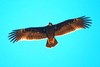 Greater spotted eagle (Aquila clanga)