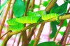 Wagler's pit viper (Trimeresurus wagleri)