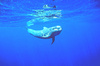 Short-finned pilot whale (Globicephala macrorhynchus)