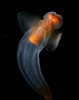 ...Life on Ice: Gallery of Cold-Loving Creatures - Pelagic Snail, Sea Butterfly Clione limacina [Li
