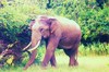 Asian elephant (Elephas maximus)