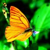 Orange Albatross Butterfly (Appias nero)