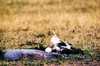Egyptian vulture (Neophron percnopterus)