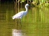 Little egret (Egretta garzetta)