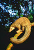 Black-bellied pangolin (Manis tetradactyla)