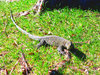 Crocodile monitor lizard (Varanus salvadorii)