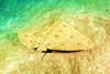 Spiny butterfly ray (Gymnura altavela)