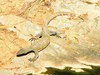 Nile monitor (Varanus niloticus)