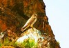 Saker falcon (Falco cherrug)