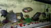 My Aquarium Fish...