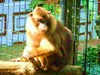 Mentawai macaque (Macaca pagensis)