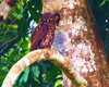 Akun eagle owl (Bubo leucostictus)