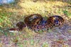 Cuban boa (Epicrates angulifer)