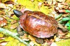 Spiny turtle (Heosemys spinosa)