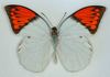 Beautiful Butterfly Wings Hold Sea Snail's Toxin [LiveScience 2012-10-15]
