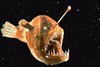 Humpback anglerfish (Melanocetus johnsonii)