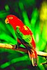 Chattering lory (Lorius garrulus)