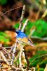 Siberian blue robin (Larvivora cyane)