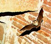 Lesser horseshoe bat (Rhinolophus hipposideros)