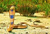 Central Asian cobra (Naja oxiana)