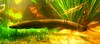 Electric eel