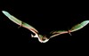 Common vampire bat (Desmodus rotundus)