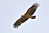 Imperial eagle (Aquila heliaca)