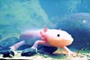 Axolotl