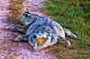 Orinoco Crocodile (Crocodylus intermedius)