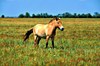 Przewalski's horse (Equus przewalskii)