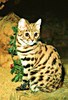 Black-footed cat (Felis nigripes)