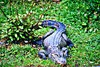 Chinese alligator (Alligator sinensis)