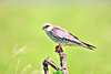Amur falcon (Falco amurensis)