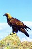 Golden eagle (Aquila chrysaetos)