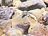 Mediterranean monk seal (Monachus monachus)
