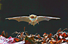 Natterer's bat (Myotis nattereri)