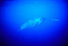 Narwhal (Monodon monoceros)