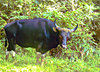 Banteng (Bos javanicus)