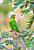 Swift parrot (Lathamus discolor)