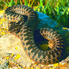 Daryevskiy's viper (Vipera darevskii)