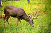 Mule deer
