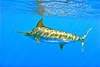 Blue marlin