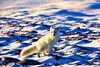 Arctic fox