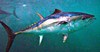 Southern bluefin tuna (Thunnus maccoyii)