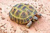 Afghan tortoise (Testudo horsfieldii)