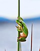 Stripeless tree frog (Hyla meridionalis)