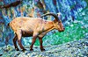 West Caucasian tur (Capra caucasica)