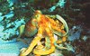 Spider octopus (Octopus salutii)